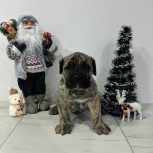 Preca Canario Kanarska doga štenci