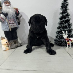 Preca Canario Kanarska doga štenci