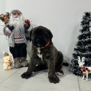 Preca Canario Kanarska doga štenci