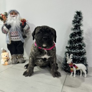 Preca Canario Kanarska doga štenci