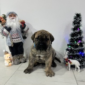 Preca Canario Kanarska doga štenci
