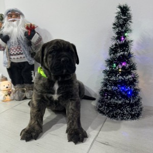 Preca Canario Kanarska doga štenci