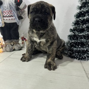 Preca Canario Kanarska doga štenci