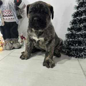 Preca Canario Kanarska doga štenci