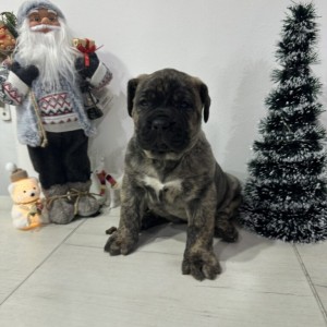 Preca Canario Kanarska doga štenci