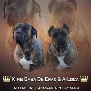 Preca Canario Kanarska doga štenci