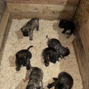 Preca Canario Kanarska doga štenci