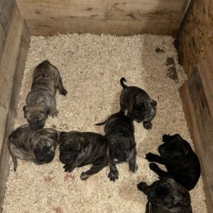 Preca Canario Kanarska doga štenci