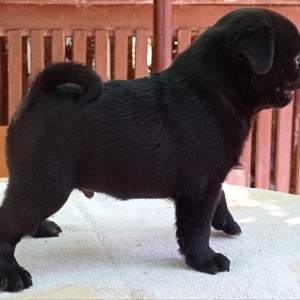 Mops muško štene