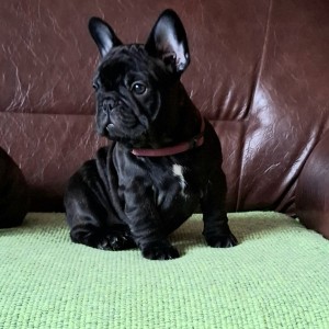Francuski Buldog PRELEPI štenci