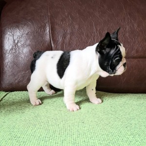 Francuski Buldog PRELEPI štenci