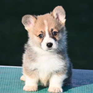 Velski korgi/Welsh Corgi Pembroke