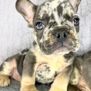 Francuski Buldog stenci egzoticnih boja