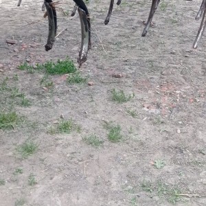 Prodajem sjetvospremač RAU