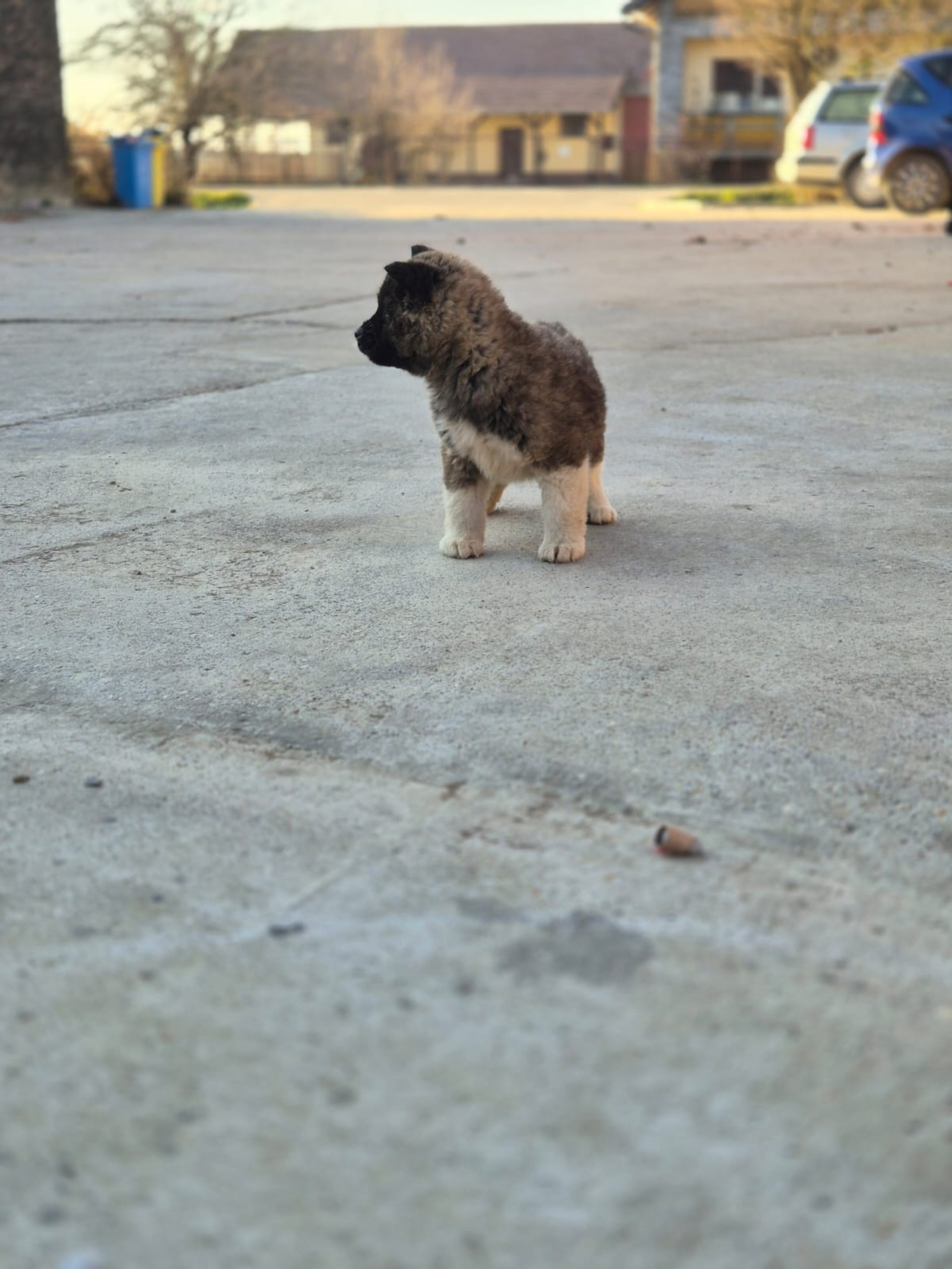 Americka Akita stenci