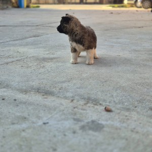 Americka Akita stenci