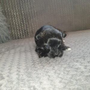 Bichon Havanese , Bišon Havanezer , Havanski Bišon
