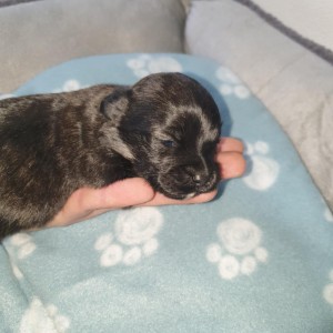 Bichon Havanese , Bišon Havanezer , Havanski Bišon