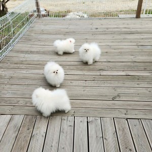 Pomeranac (BOO) mužjaci i ženke