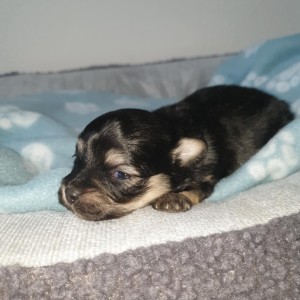 Bichon Havanese , Bišon Havanezer , Havanski Bišon