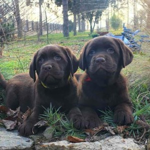 Labrador retriver čokoladni štenci na prodaju