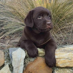 Labrador retriver čokoladni štenci na prodaju