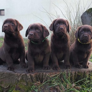 Labrador retriver čokoladni štenci na prodaju
