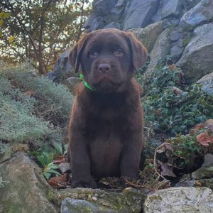 Labrador retriver čokoladni štenci na prodaju