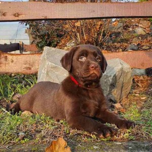 Labrador retriver čokoladni štenci na prodaju