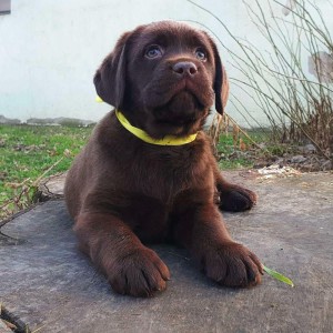 Labrador retriver čokoladni štenci na prodaju