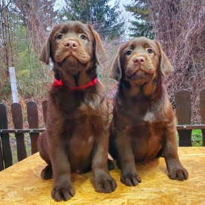 Labrador retriver čokoladni štenci na prodaju