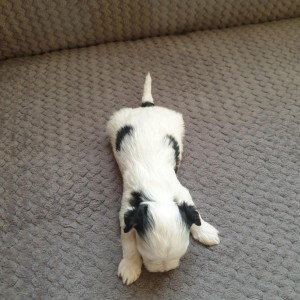 Bichon Havanese , Bišon Havanezer , Havanski Bišon