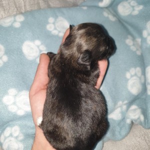 Bichon Havanese , Bišon Havanezer , Havanski Bišon