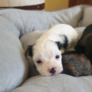 Bichon Havanese , Bišon Havanezer , Havanski Bišon