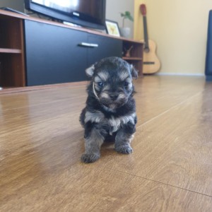 Bichon Havanese , Bišon Havanezer , Havanski Bišon