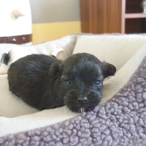 Bichon Havanese , Bišon Havanezer , Havanski Bišon