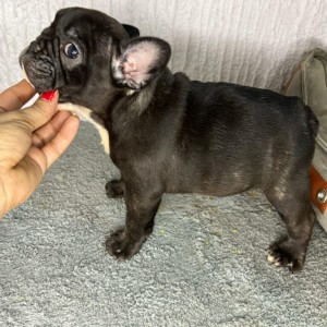 Francuski buldog stenci