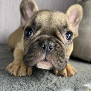 Francuski buldog stenci