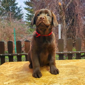 Labrador retriver čokoladni štenci na prodaju
