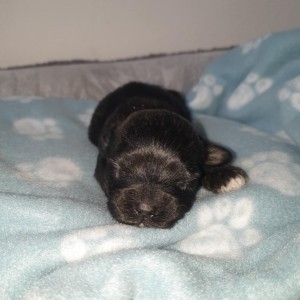 Bichon Havanese , Bišon Havanezer , Havanski Bišon