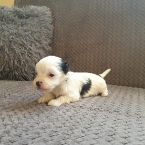 Bichon Havanese , Bišon Havanezer , Havanski Bišon