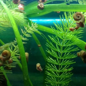 Akvarij šesterokutni, 19 litara