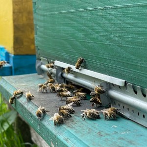 Prodajem pčelinje zajednice sa i bez košnica i rojeve - KARLOVAC