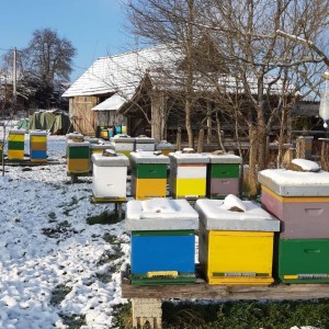 Prodajem pčelinje zajednice sa i bez košnica i rojeve - KARLOVAC
