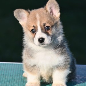 Velski korgi/Welsh Corgi Pembroke