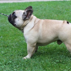 Francuski Buldog prelepi stenci