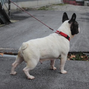 Francuski Buldog prelepi stenci