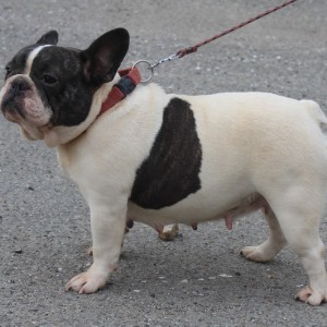 Francuski Buldog prelepi stenci