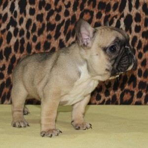 Francuski Buldog prelepi stenci