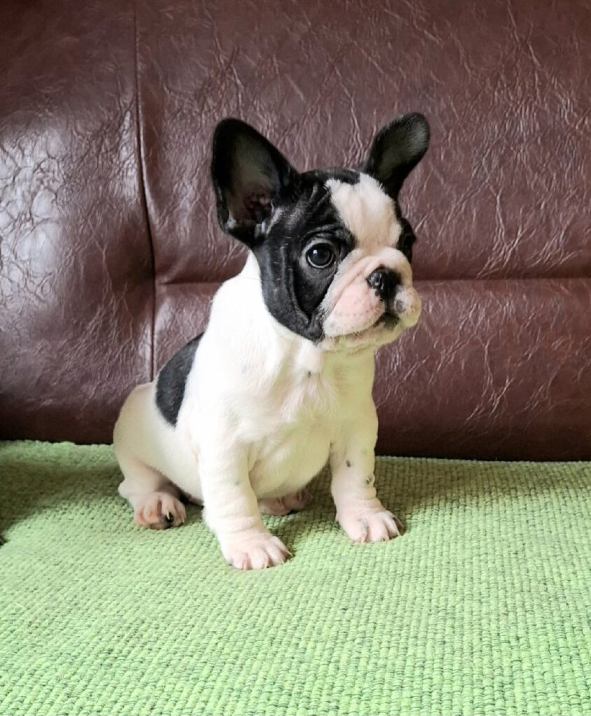 Francuski Buldog PRELEPI štenci